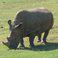 The world's last male northern white rhinoceros dies in Kenya, making the subspecies functionally extinct.