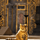 Gli, the guardian cat of Hagia Sophia, is born
