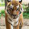A tiger at the Bronx Zoo tests positive